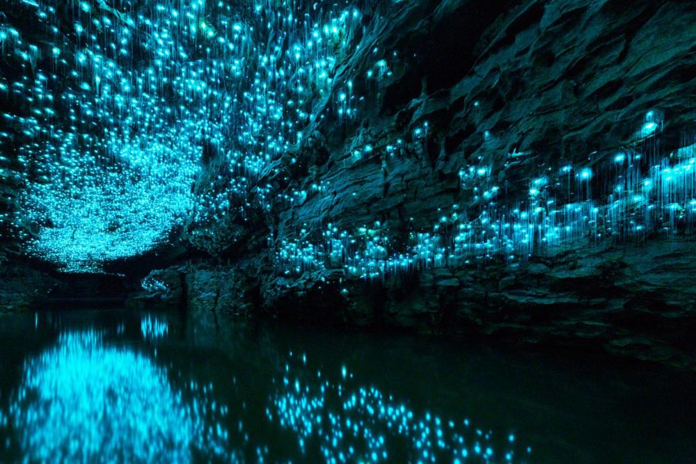Night Glowworm Adventure