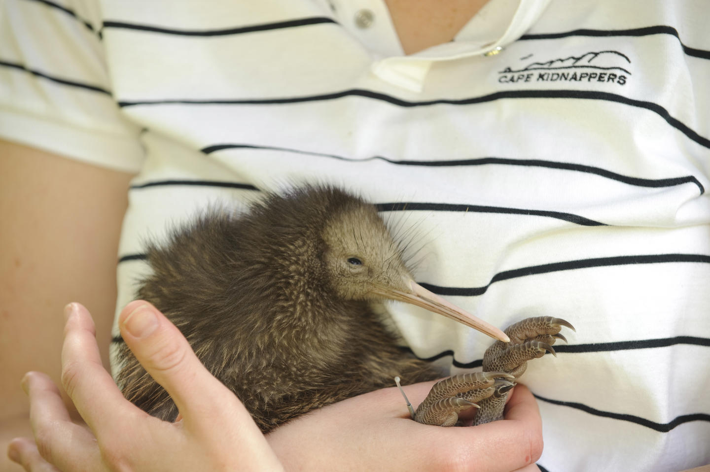 Kiwi Conservation Workshop